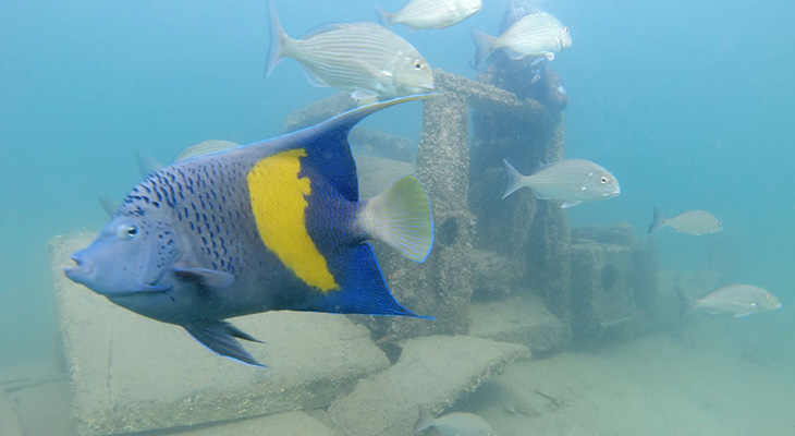 Enjoy diving the underwater museum in The Half Moon