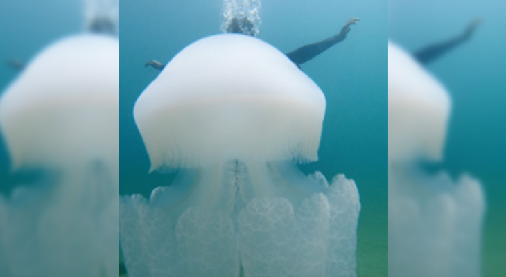 Enjoy diving the underwater museum in The Half Moon