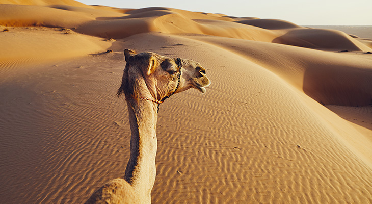 Safari tour & desert activities in Ras al Khaimah