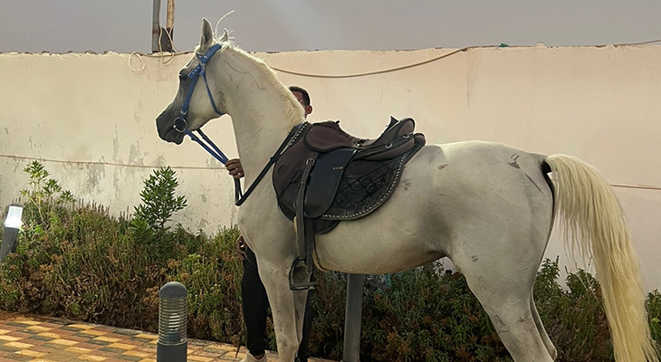 Riyadh: Horse Riding in the Red Sands