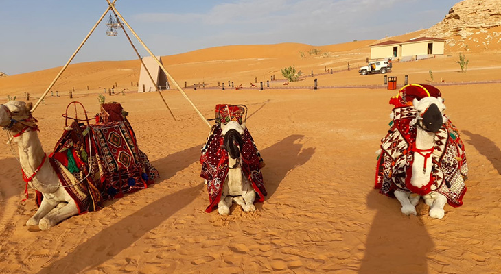 Camel Ride in the Desert of Riyadh 