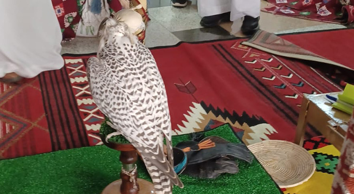 Falcons for delivery, order now! 