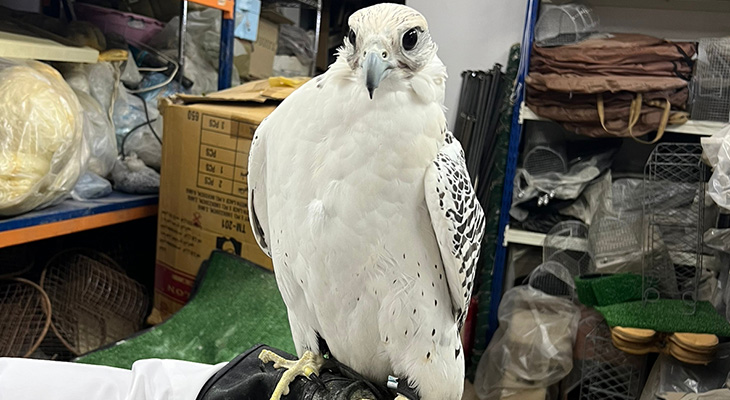 Falcons for delivery, order now! 