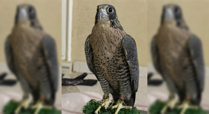 Falcons for delivery, order now! 