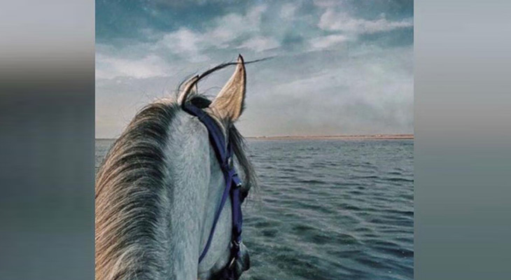 Horse Riding Adventure in Dhahban beach