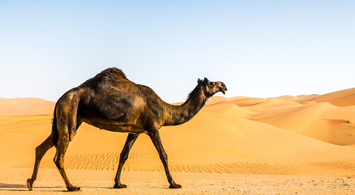 Safari Tour For 8 Hours In Rub Al Khali Desert In Oman