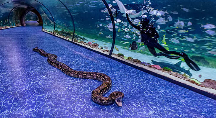 Trip to the National Aquarium Abu Dhabi with 3.5% off 