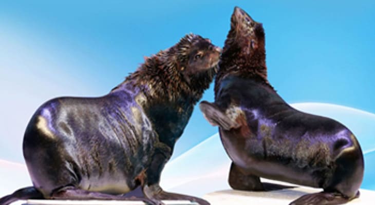 4% Off Dubai Dolphinarium (Dolphin and Seal Show)