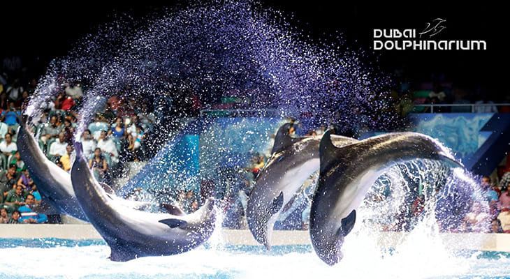 4% Off Dubai Dolphinarium (Dolphin and Seal Show)