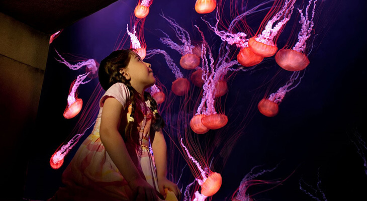 One Hour and Half Atlantis Lost Chambers Aquarium Ticket