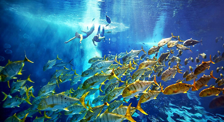 Atlantis Ultimate Snorkel Experience for 35 Mins