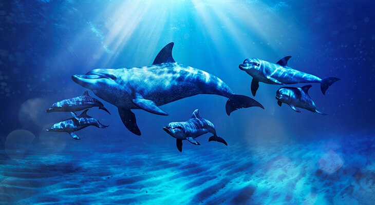 Dolphin Kayak Tour in Atlantis Dubai