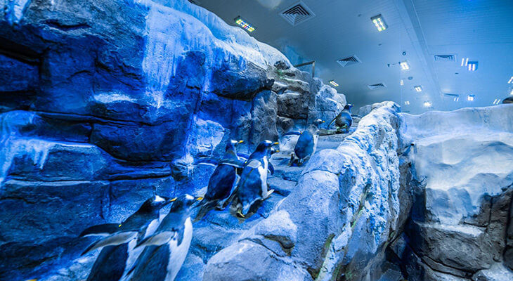 Dubai Aquarium and Underwater Zoo with Penguin Cove Tickets