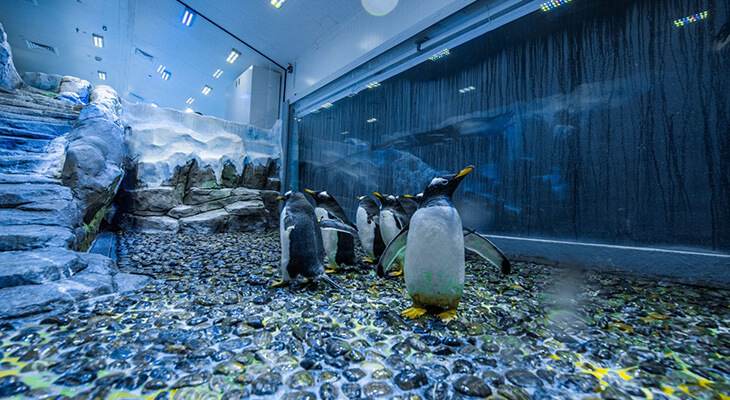 Dubai Aquarium and Underwater Zoo with Penguin Cove Tickets