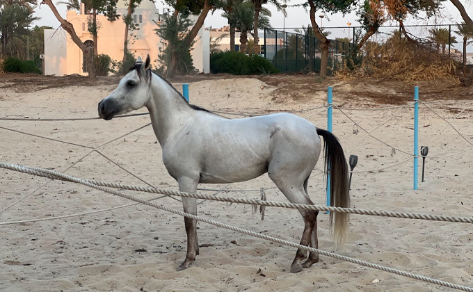 40-Minute Horseback Ride by the Sea at Half Moon Beach – Maysan Stable