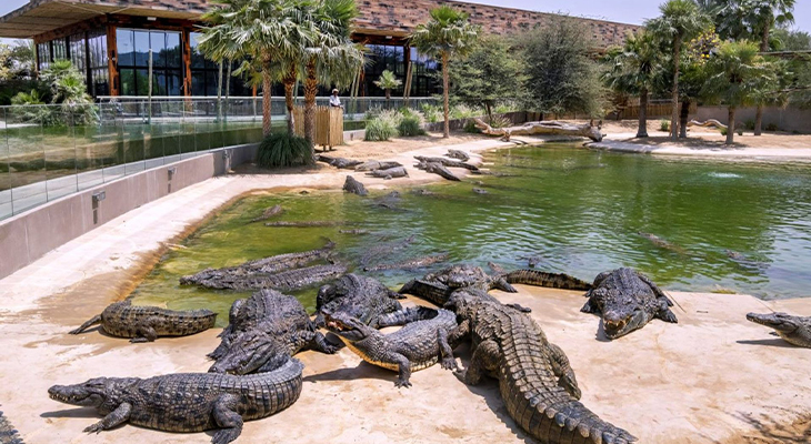 Adventure for 1.5 Hours General Admission to Dubai Crocodile Park