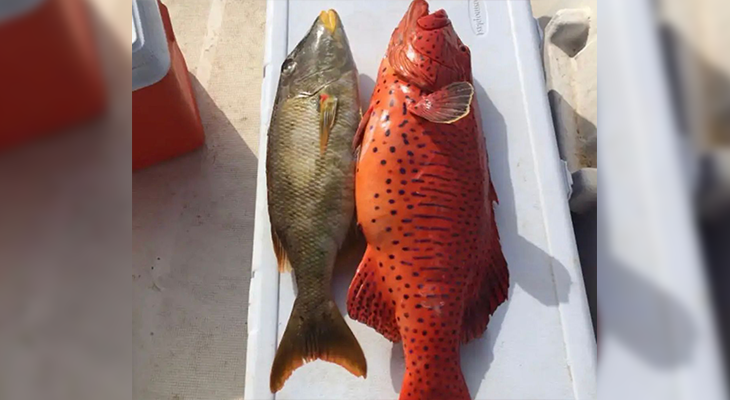 Fishing trip in Jeddah