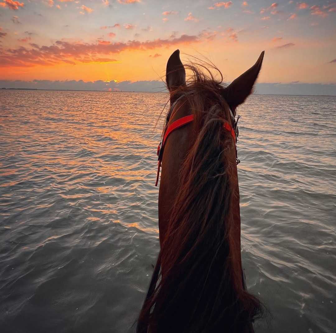 One Hour Horse Riding and Swimming Tour at Ashour Beach for Professionals