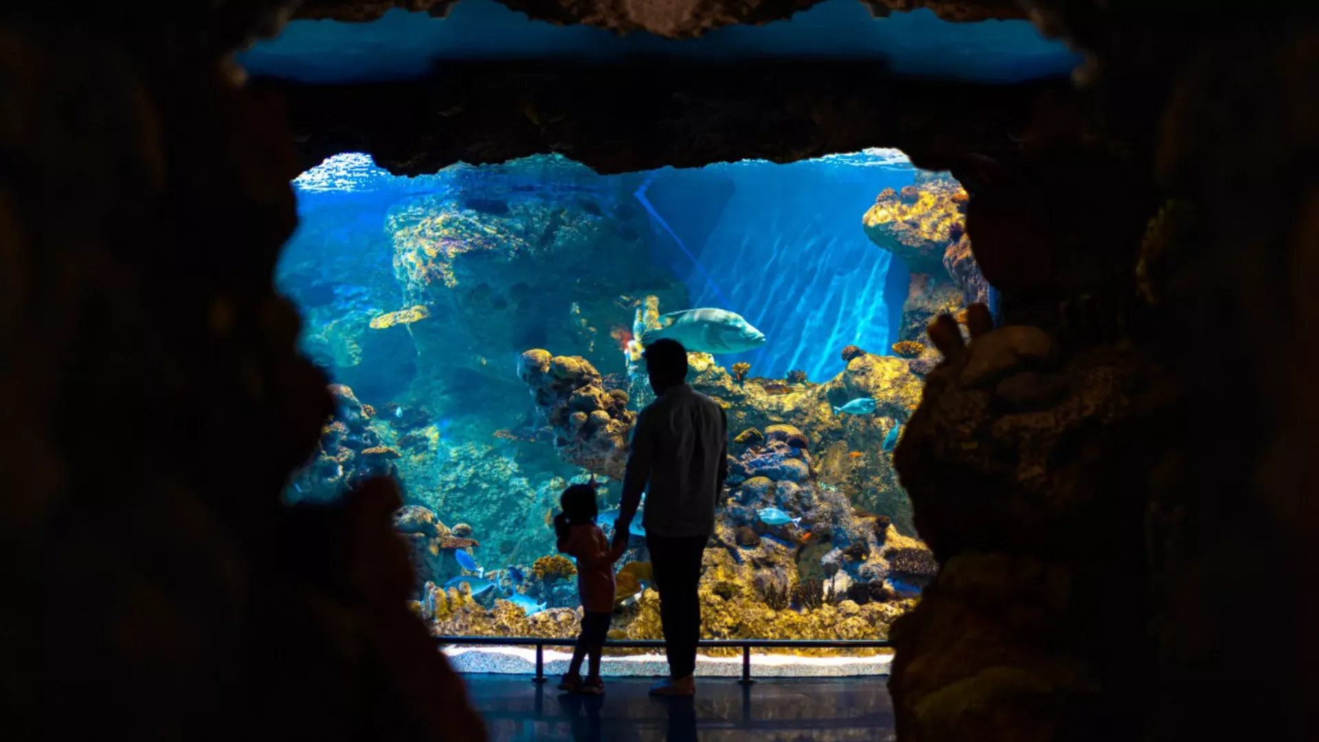 Spend a great time in Fakieh Aquarium & Have fun with the Dolphins