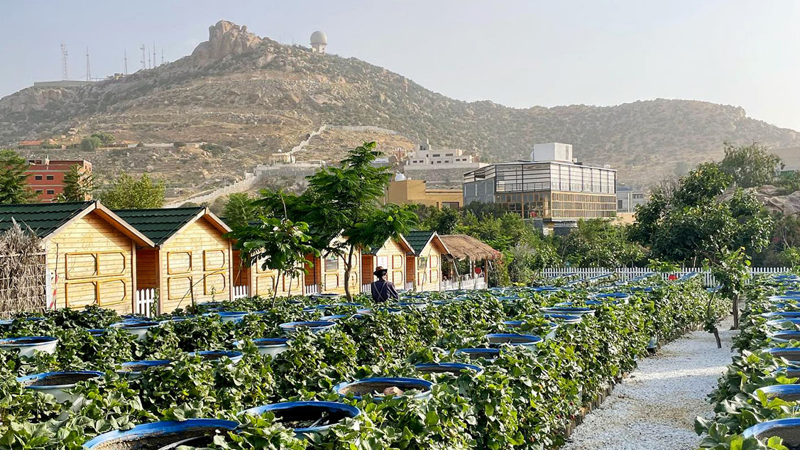 3 Days Trip to Explore Abha 