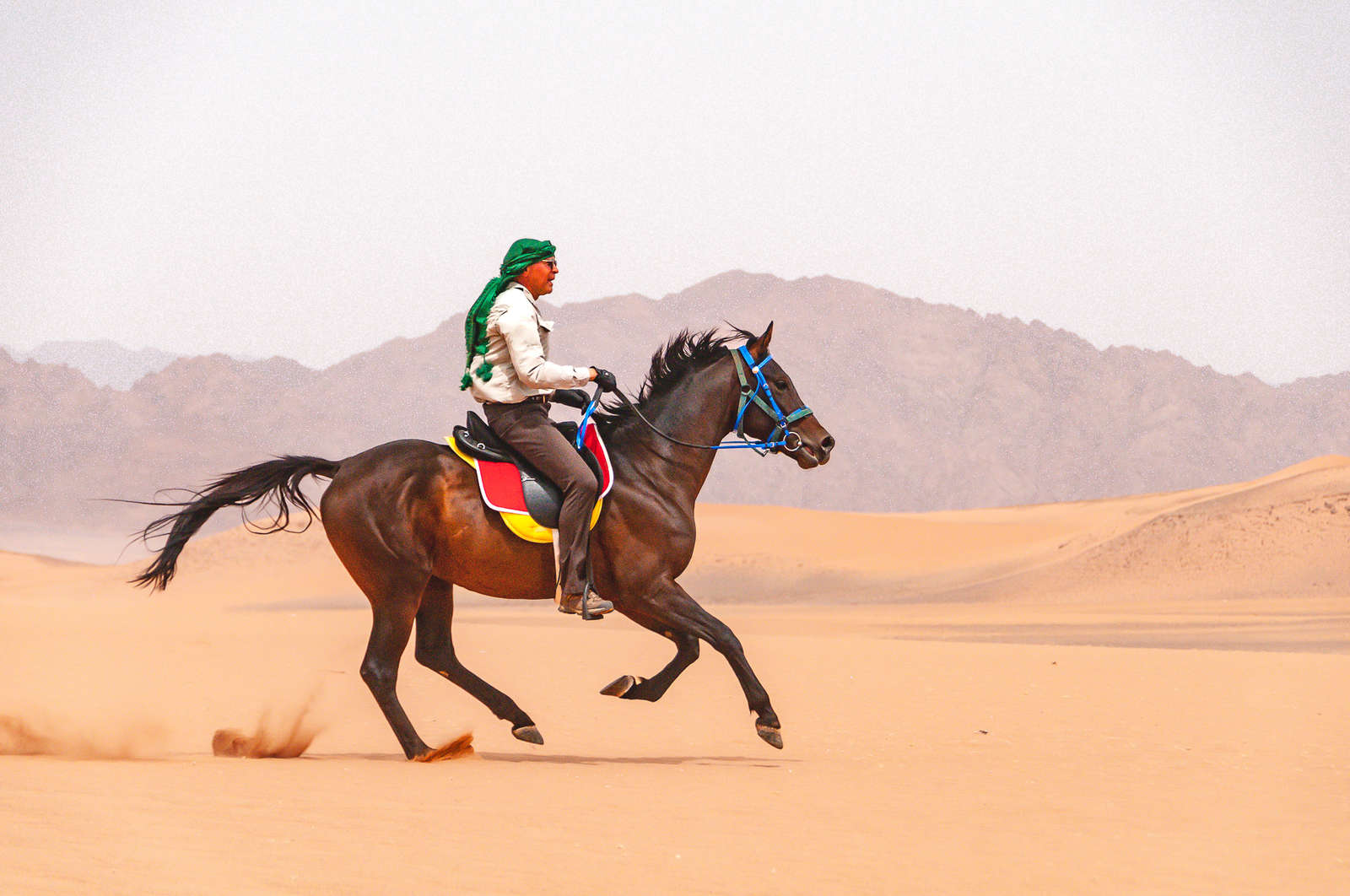 Quad bike & Camel ride in the Desert of Riyadh