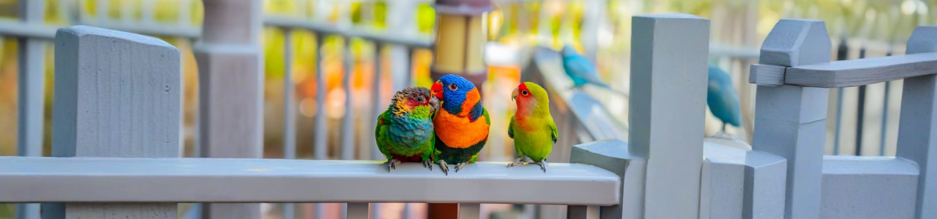 All Day Pass Ticket To Dubai Safari Park