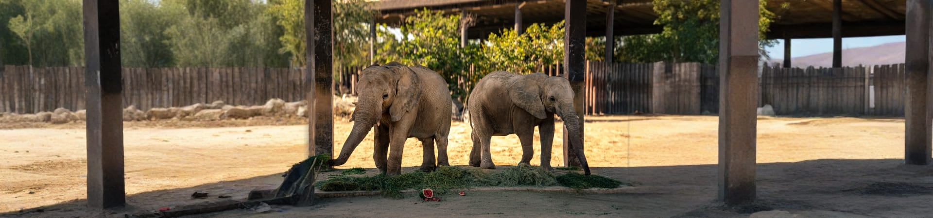 All Day Pass Ticket To Dubai Safari Park