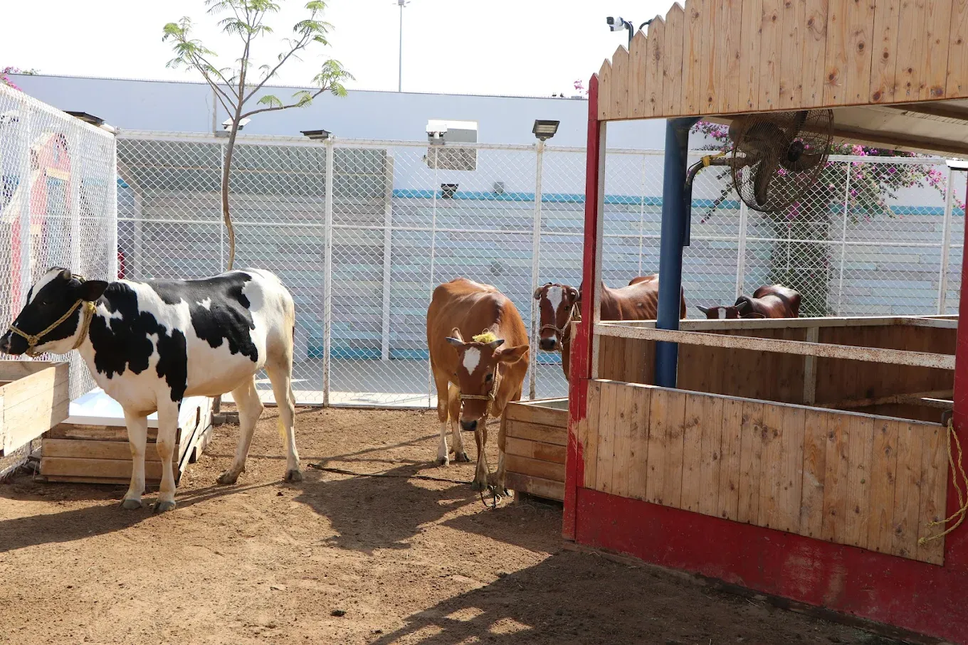 Entry Ticket to The Little Farm + 4 Activities + Feeding Basket for 99 Instead of 155 SAR