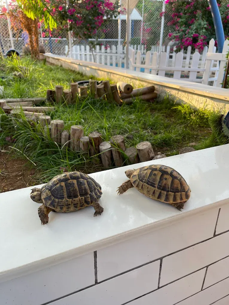 Entry Ticket to The Little Farm + 4 Activities + Feeding Basket for 99 Instead of 155 SAR