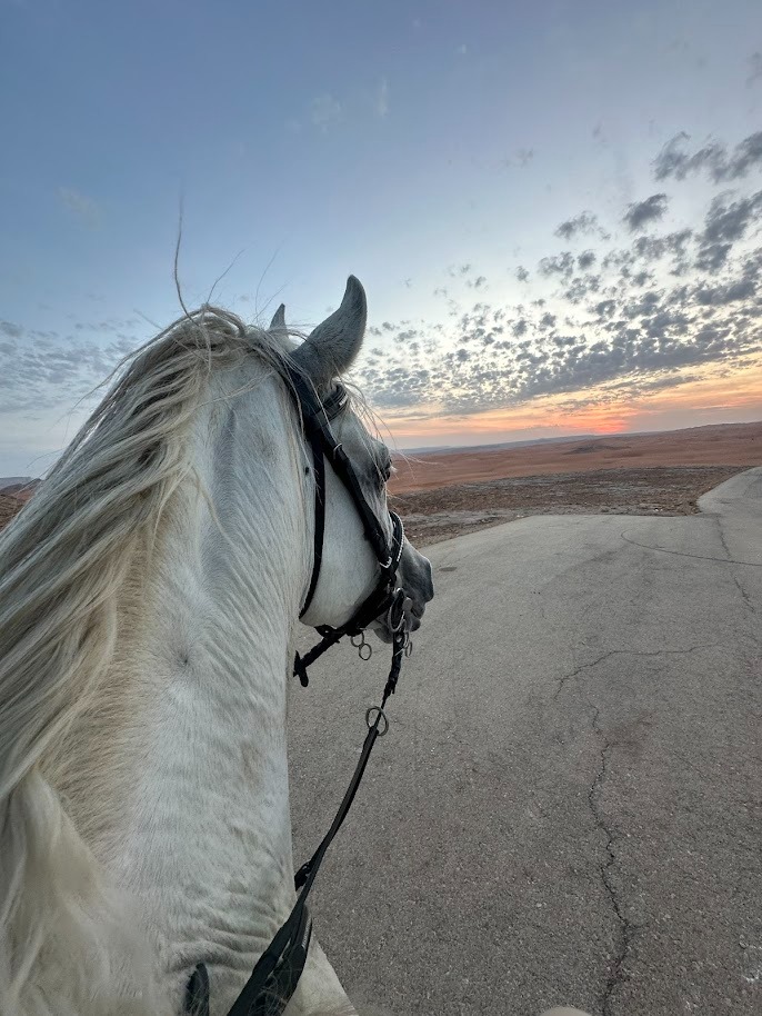 Per Groups (3 Persons): Horse Riding in Al Muzahmiya for 130 Instead of 150 SAR