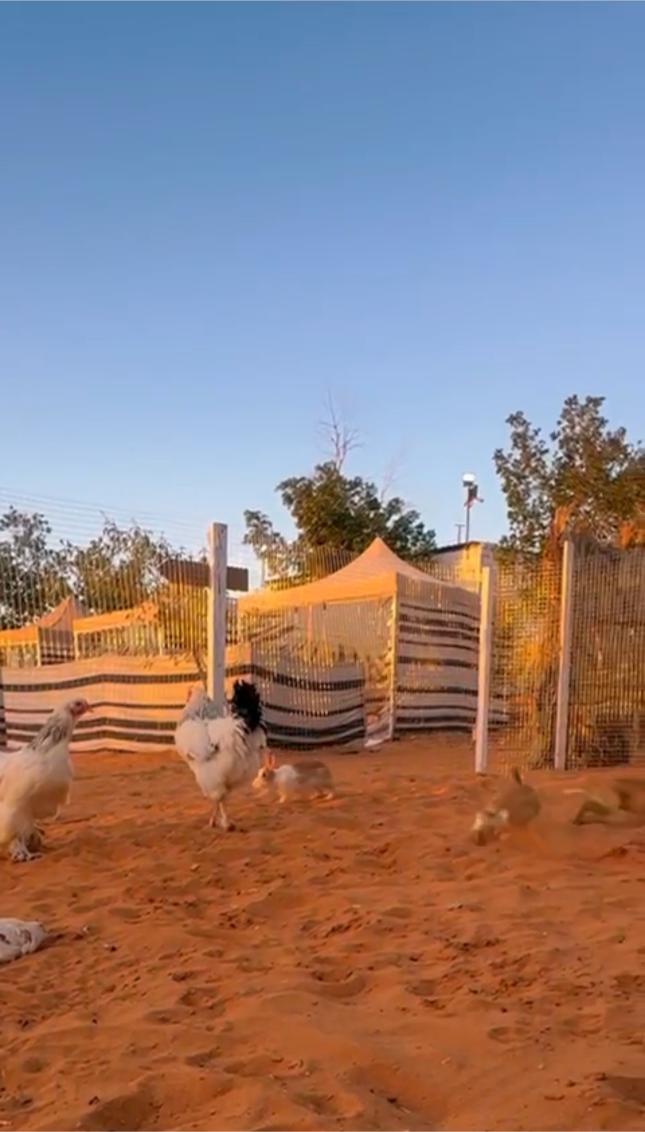 Tent + Horse Riding in Al Muzahmiya for Groups