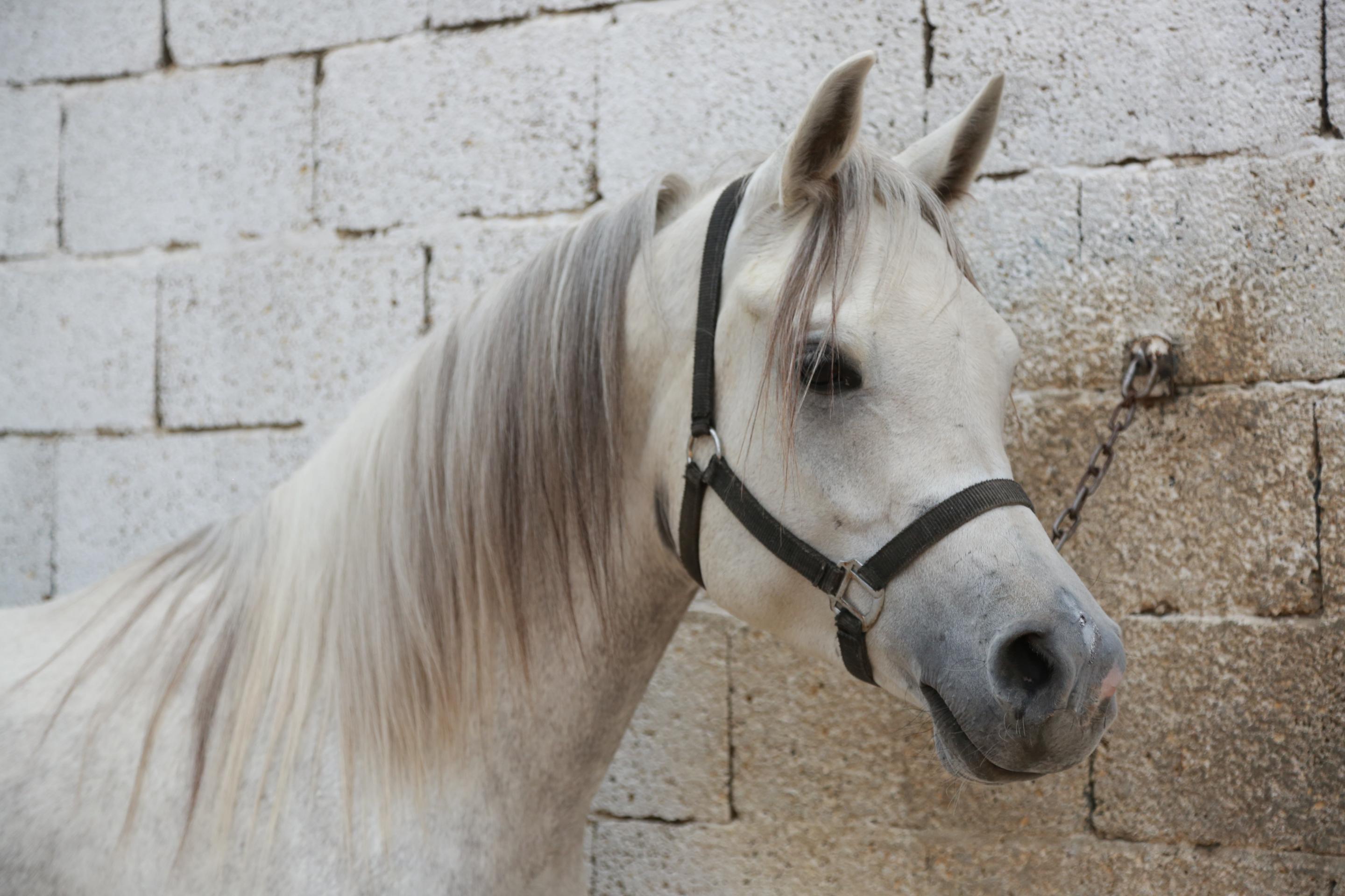 Tent + Horse Riding in Al Muzahmiya for Groups