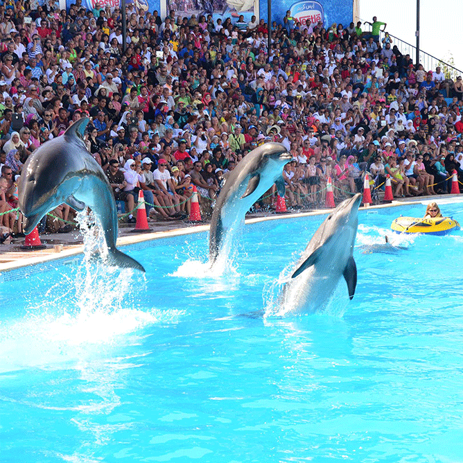 Entry Ticket to Dolphin Village + Access to All Shows with 20% Off